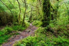 Parque Nacional Alerece Andino