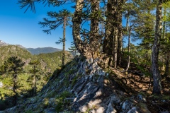 Araucarias