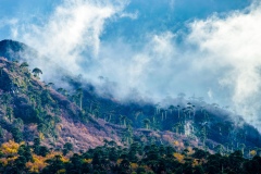 Araucarias after the Rain