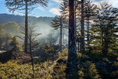 Araucarias, P.N. Conguillio, Chile