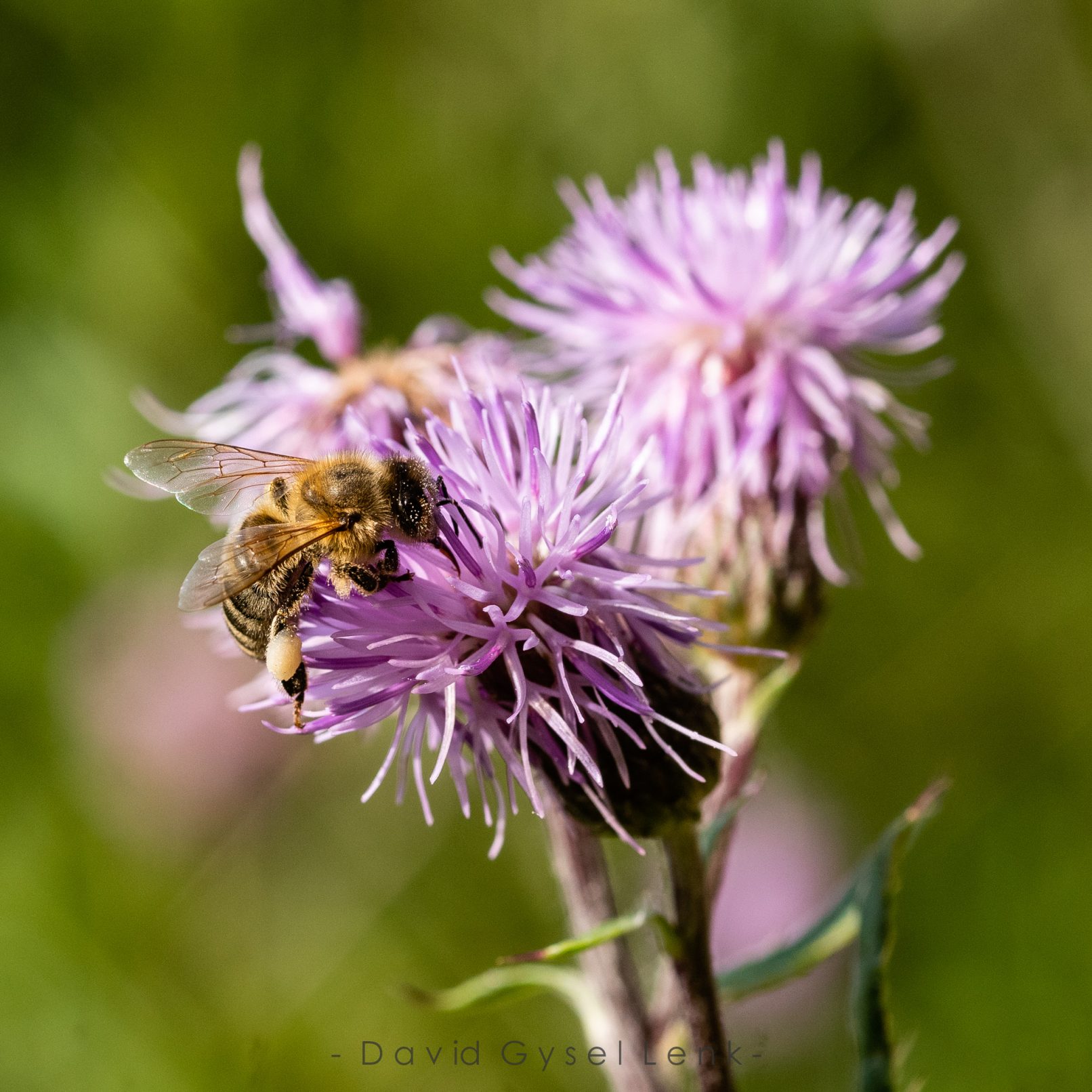 Honey Bee, creeping thistle, Black Forest, Germany by David Gysel Lenk.